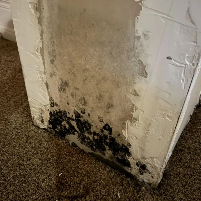 Professional Mold Removal in Buttonwillow, CA